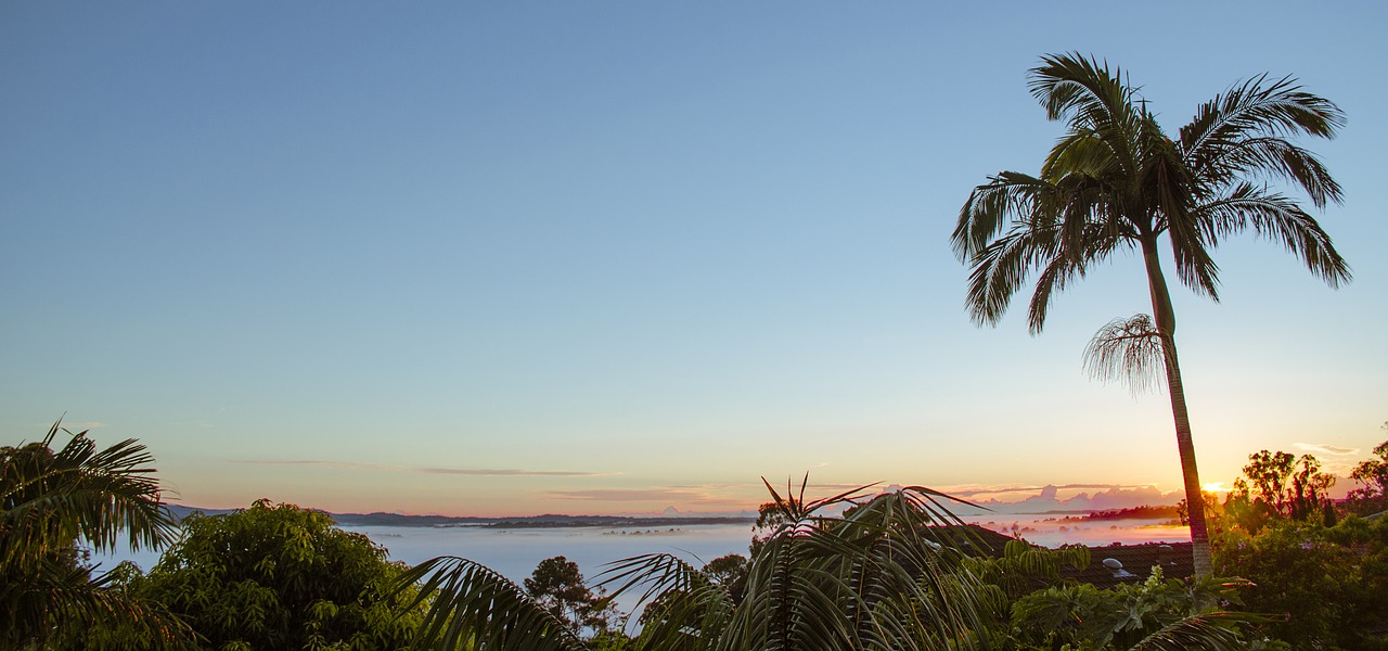 landscape palm tree free photo