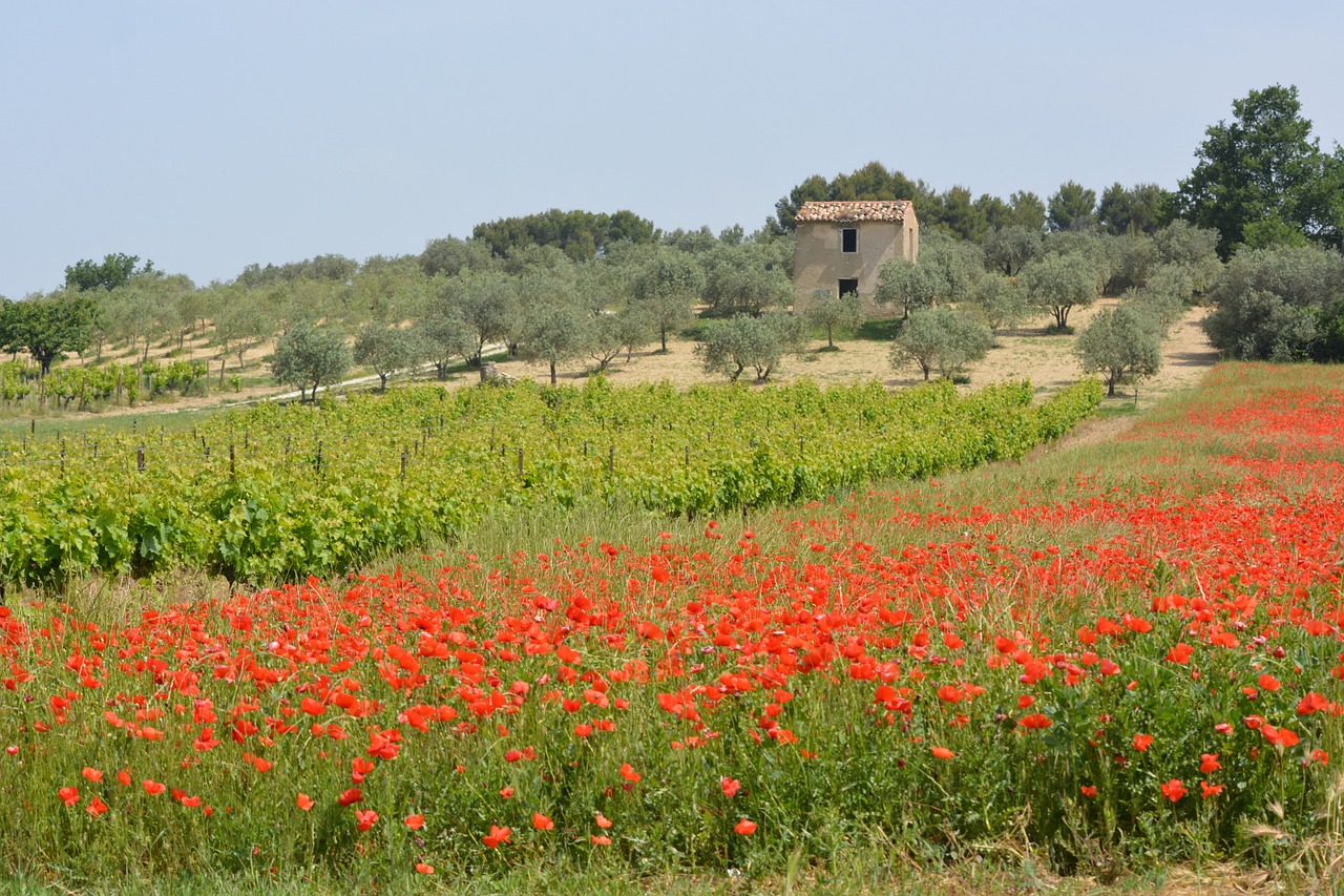 landscape poppy vineyards free photo