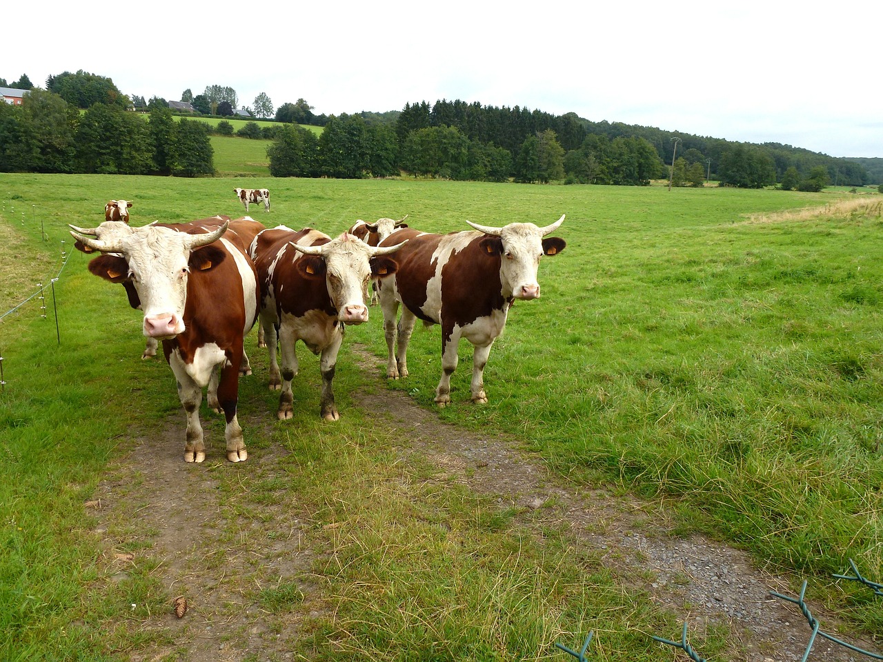 landscape france cattle free photo