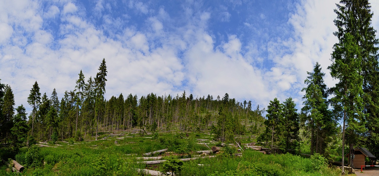 landscape nature forest free photo