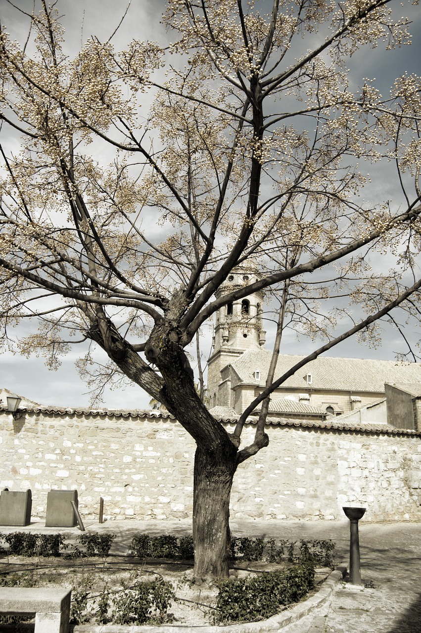 landscape tree autumn free photo