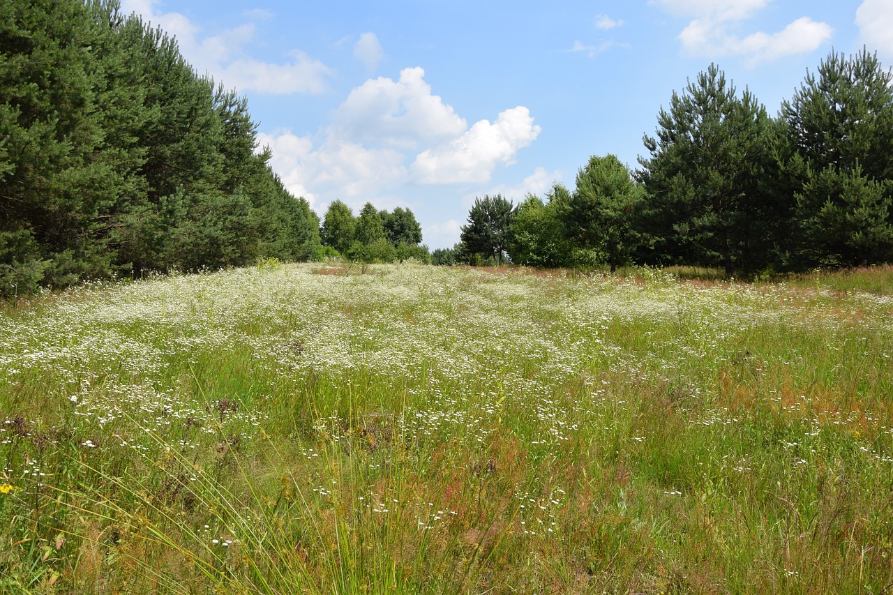 landscape meadow nature free photo