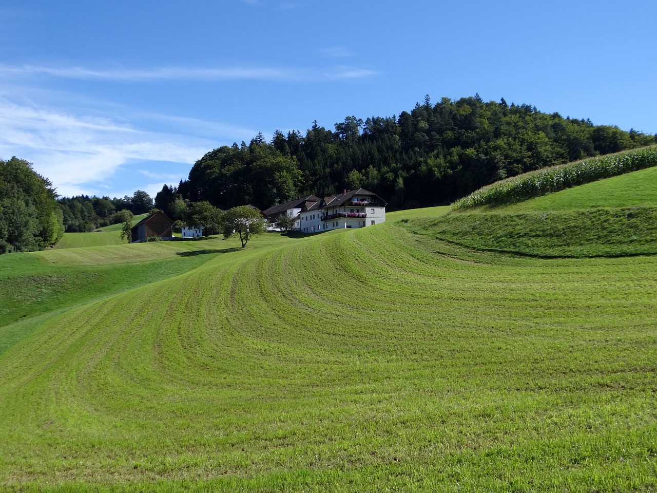 landscape meadow field free photo