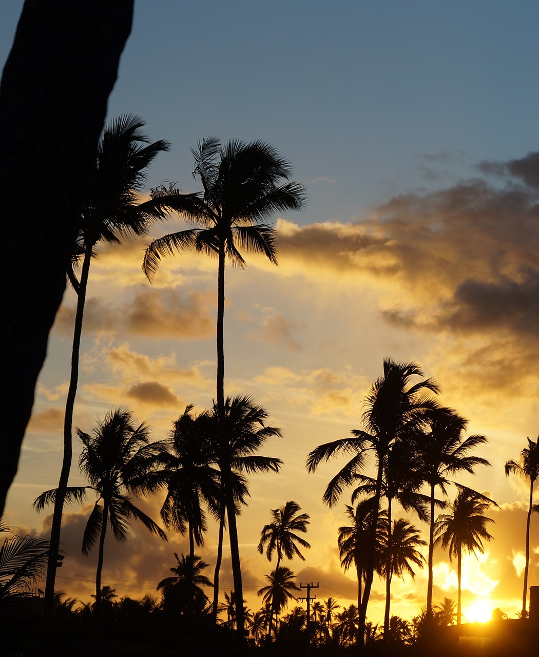 landscape coconut tree sunset free photo