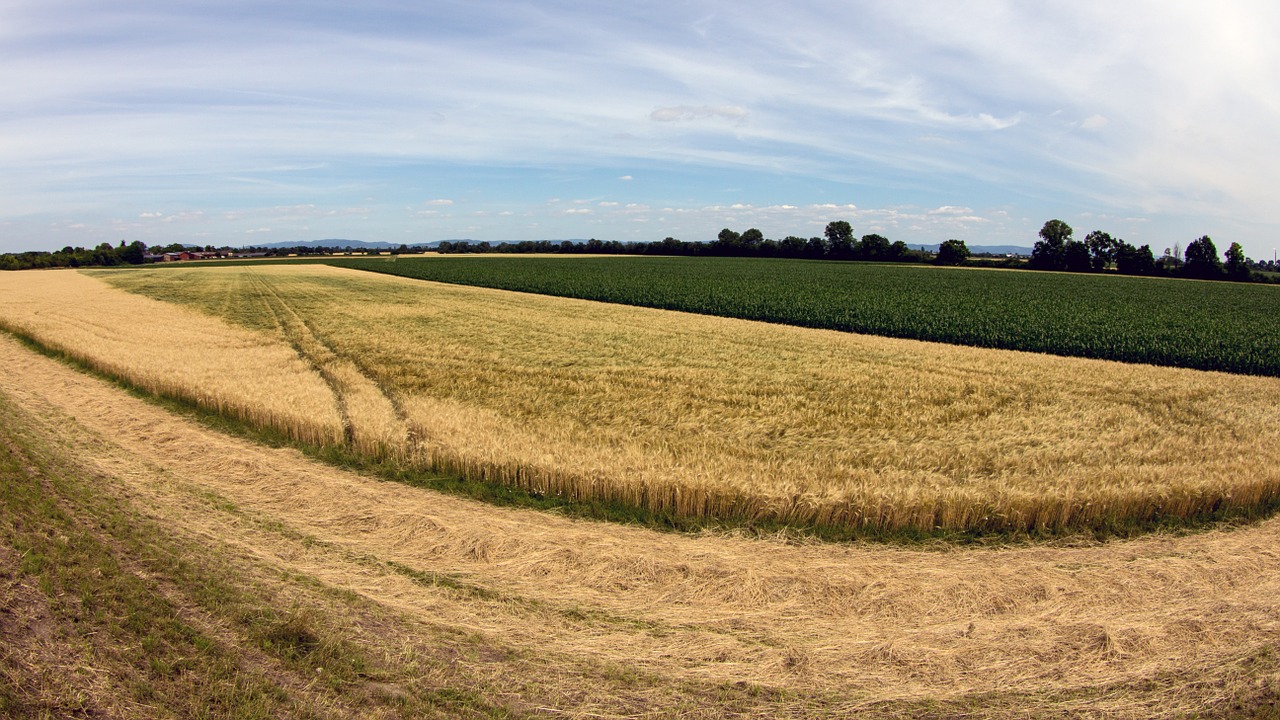 landscape cereals cornfield free photo