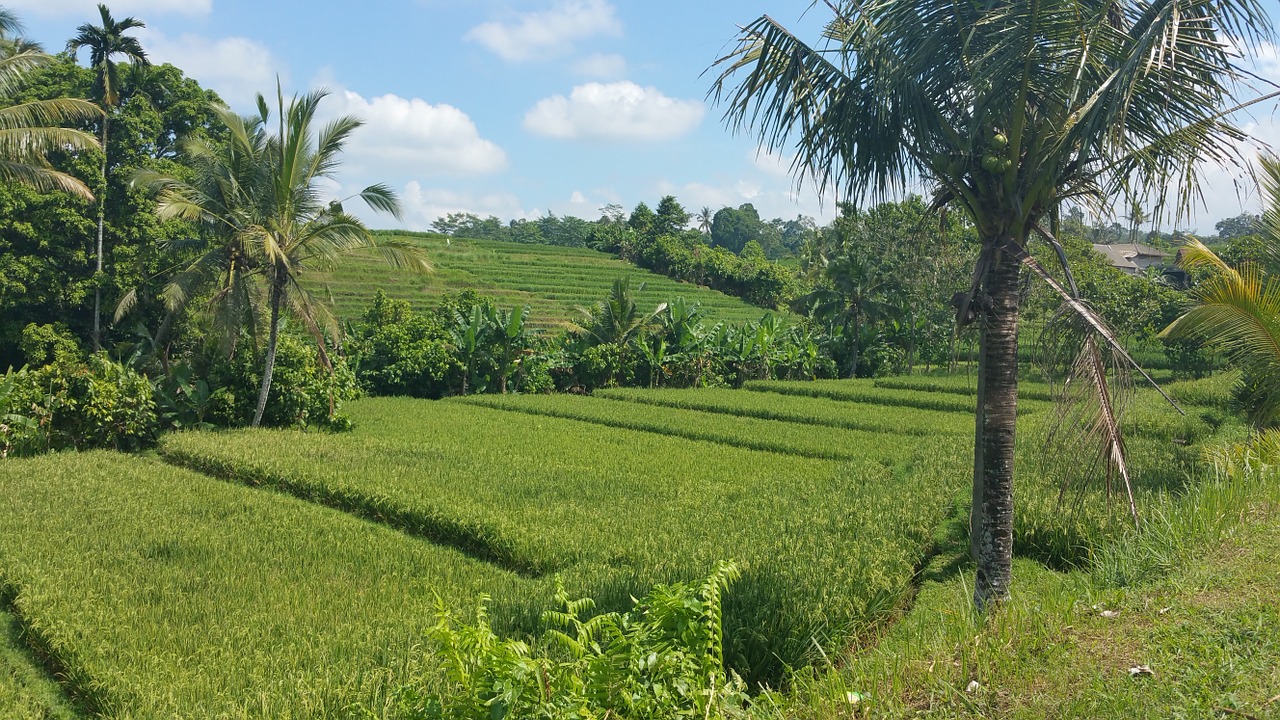 landscape bali dream free photo