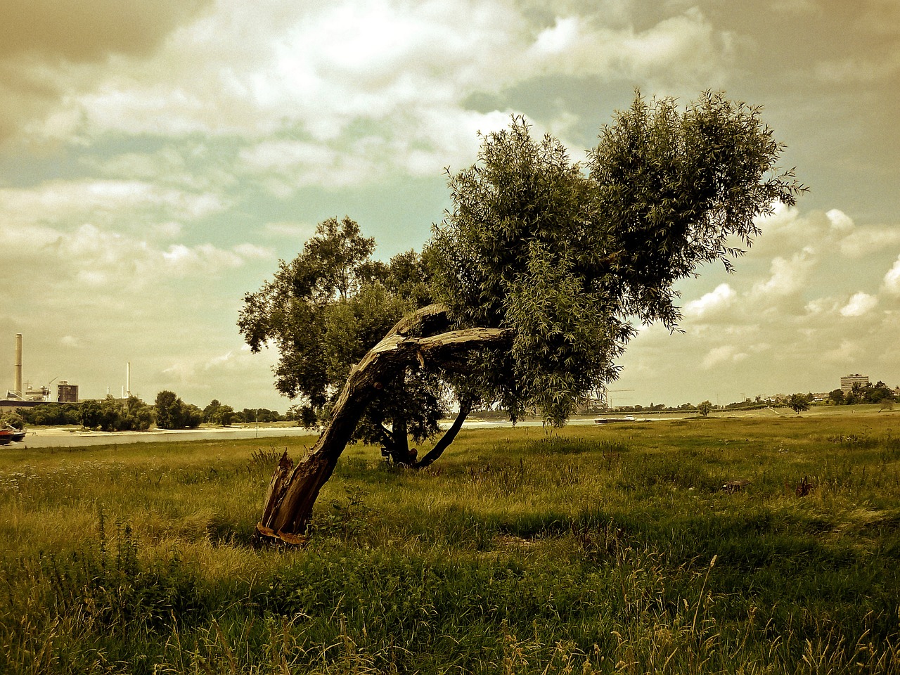 landscape nature tree free photo