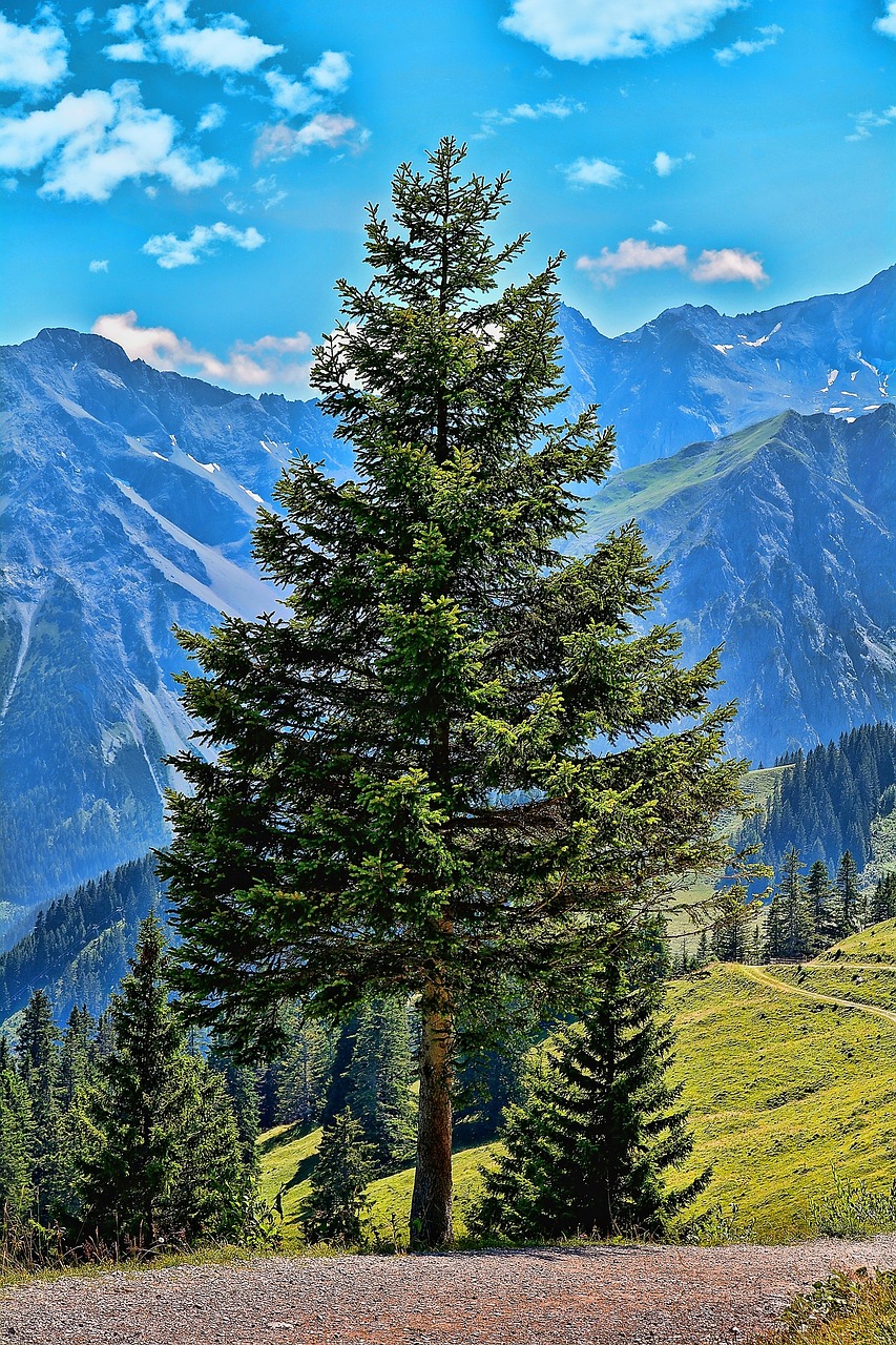 landscape tree conifer free photo