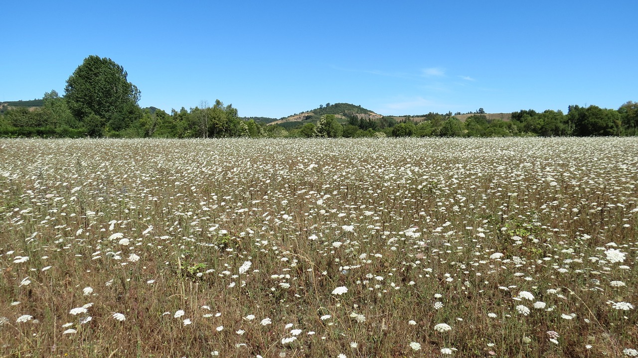 landscape flowers wild flowers free photo