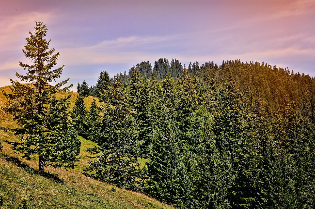 landscape trees conifers free photo