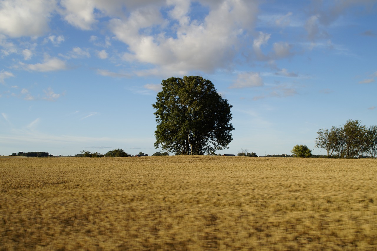 landscape rural grain fields free photo