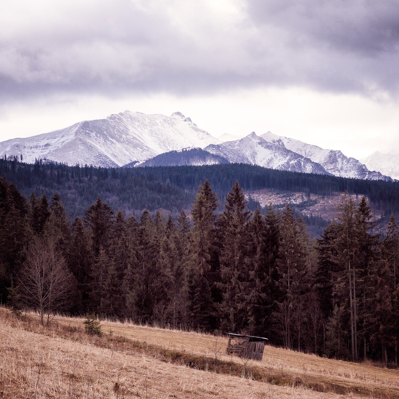 landscape mountains trees free photo