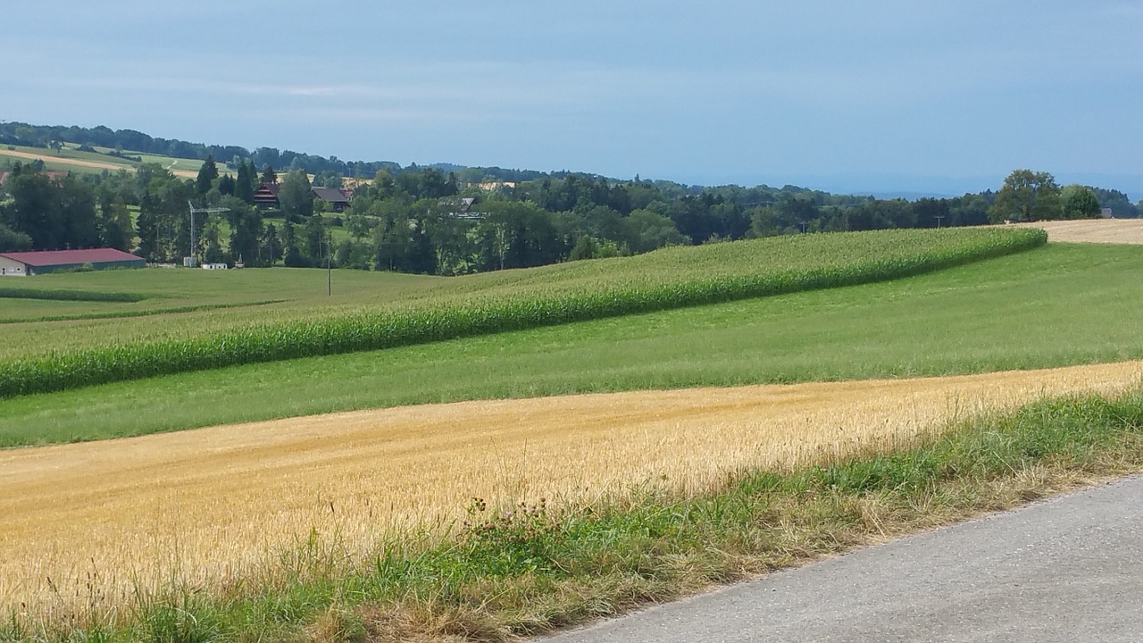 landscape nature field free photo