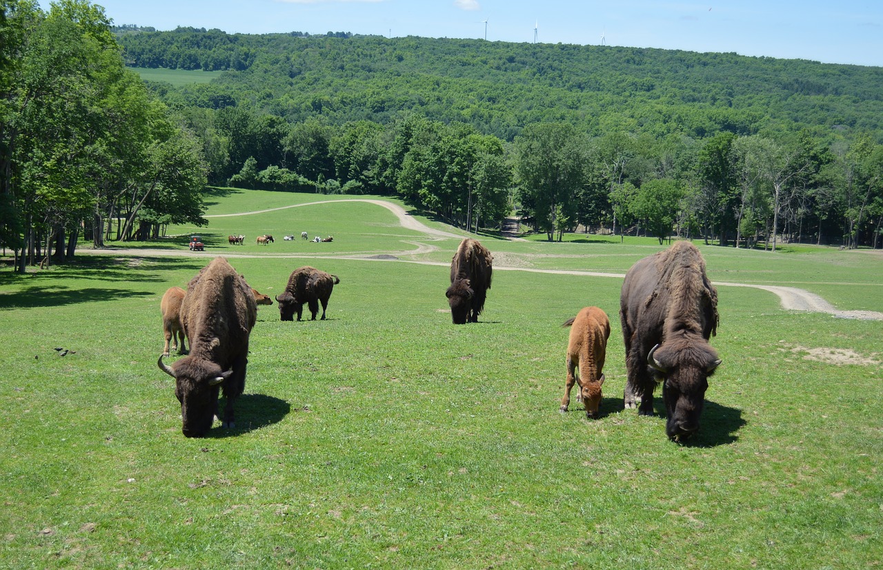 landscape buffalo bison free photo