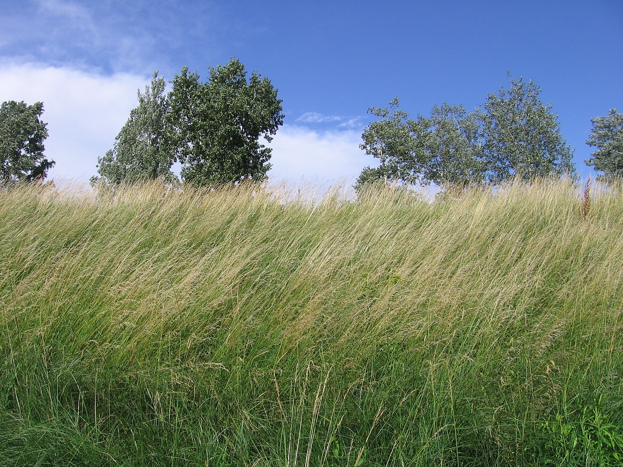 landscape grass meadow free photo