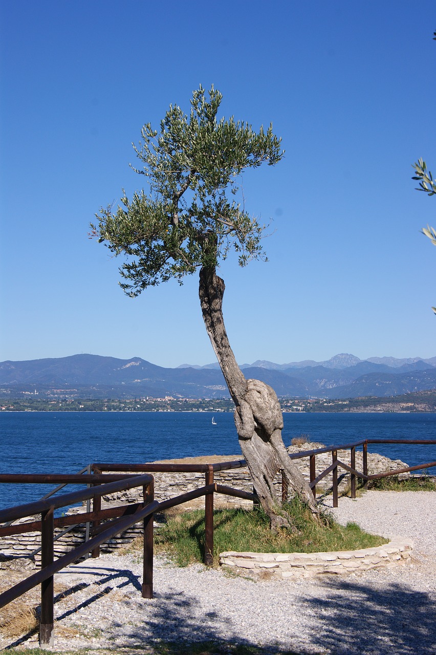 landscape tree olive free photo