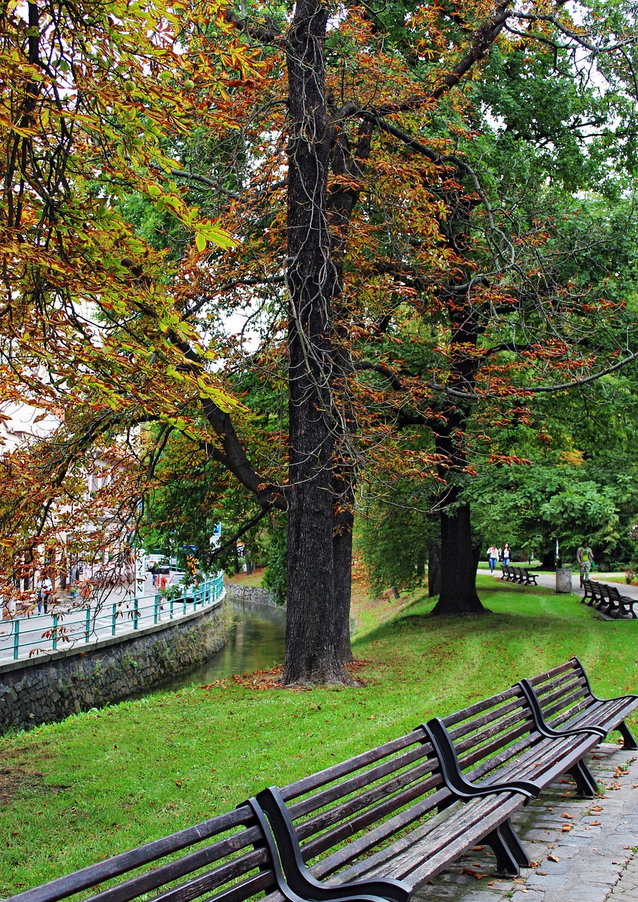 landscape trees nature free photo