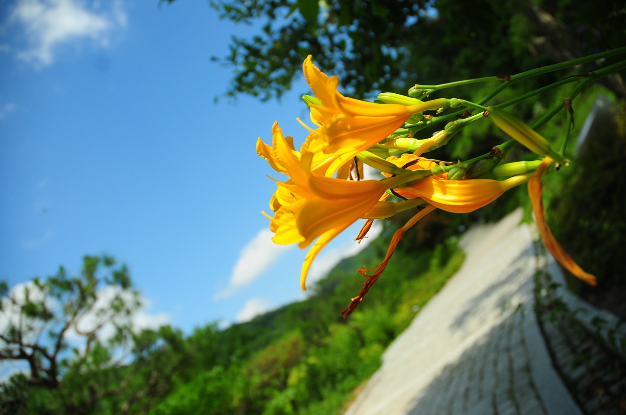 landscape nature yellow free photo