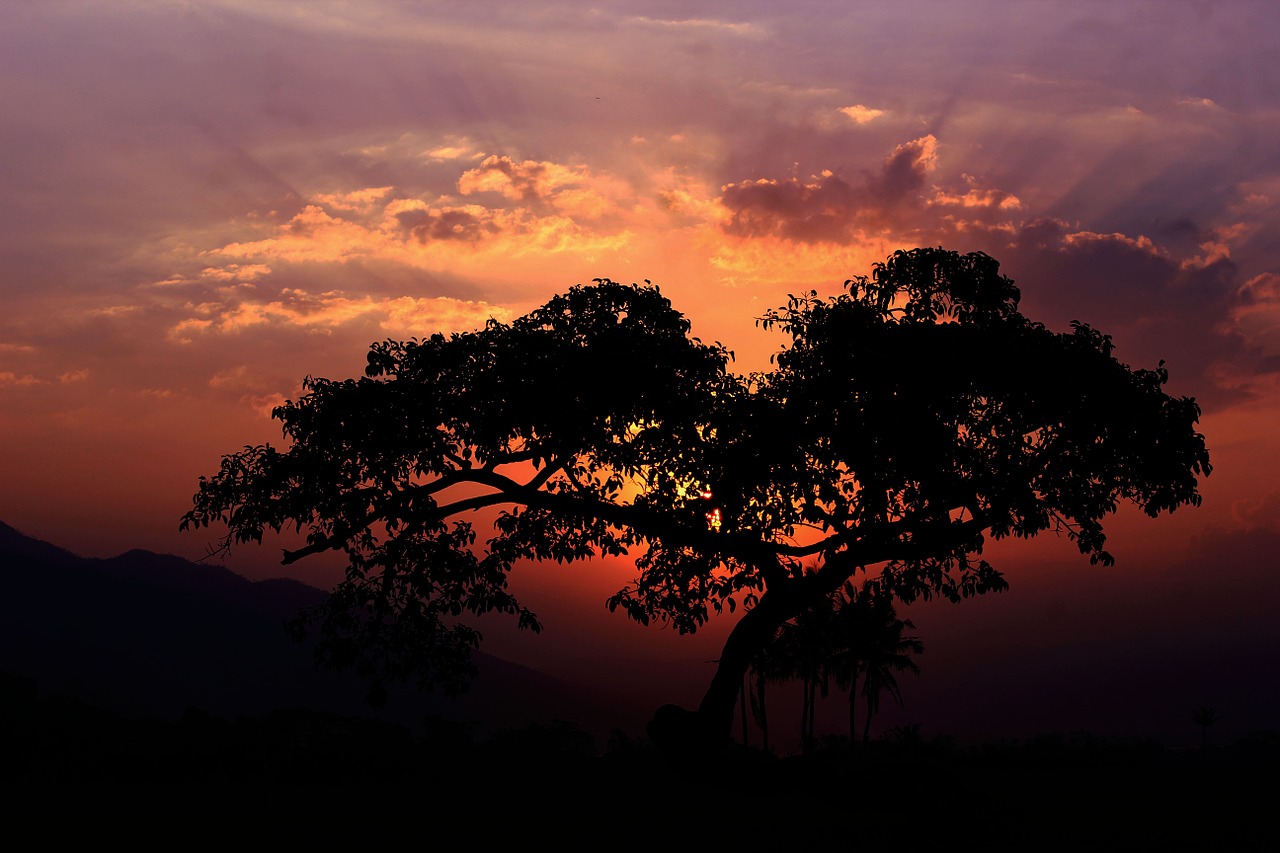 sunset tree silhouette orange sky free photo