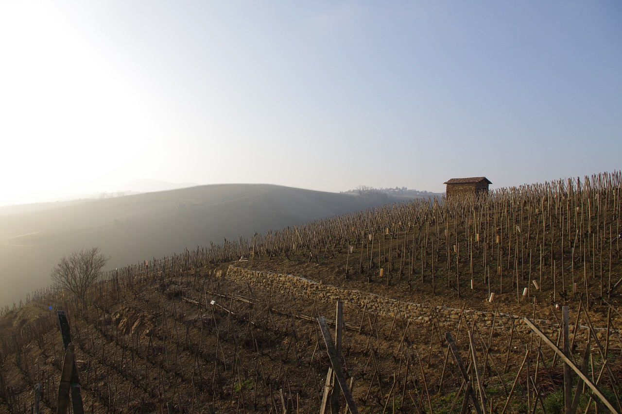 landscape vine winter free photo