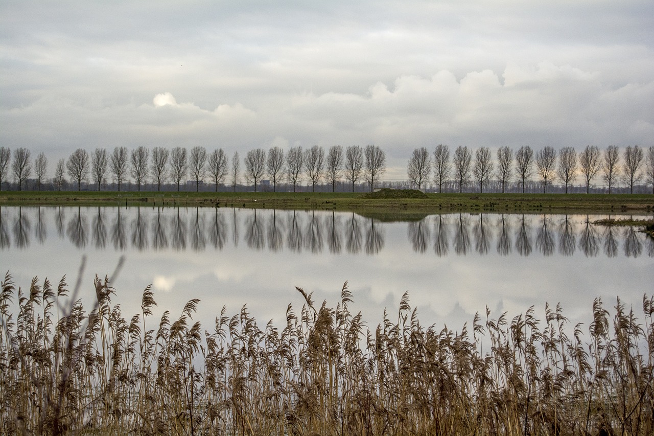 landscape polder dutch landscape free photo