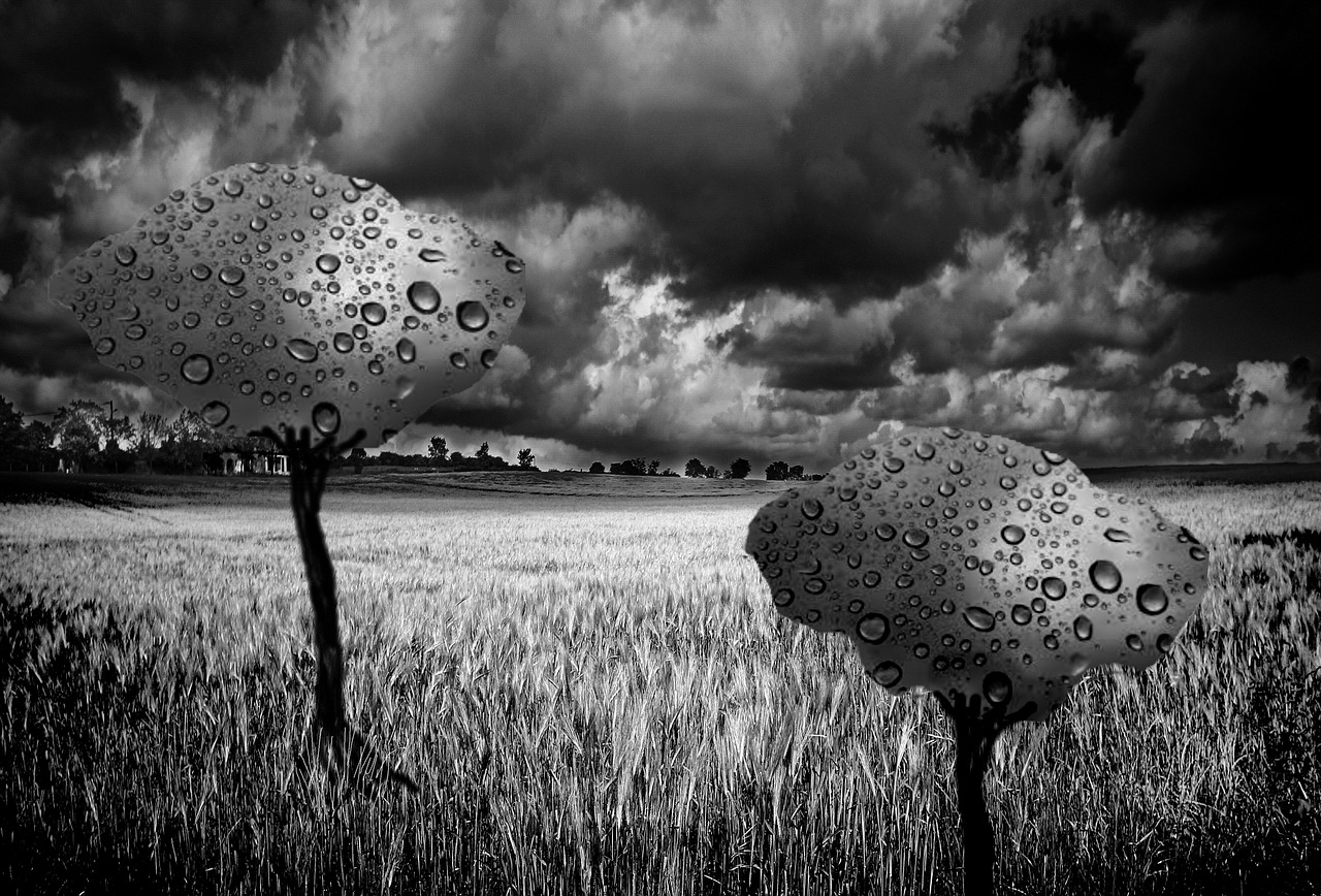 landscape rain trees free photo