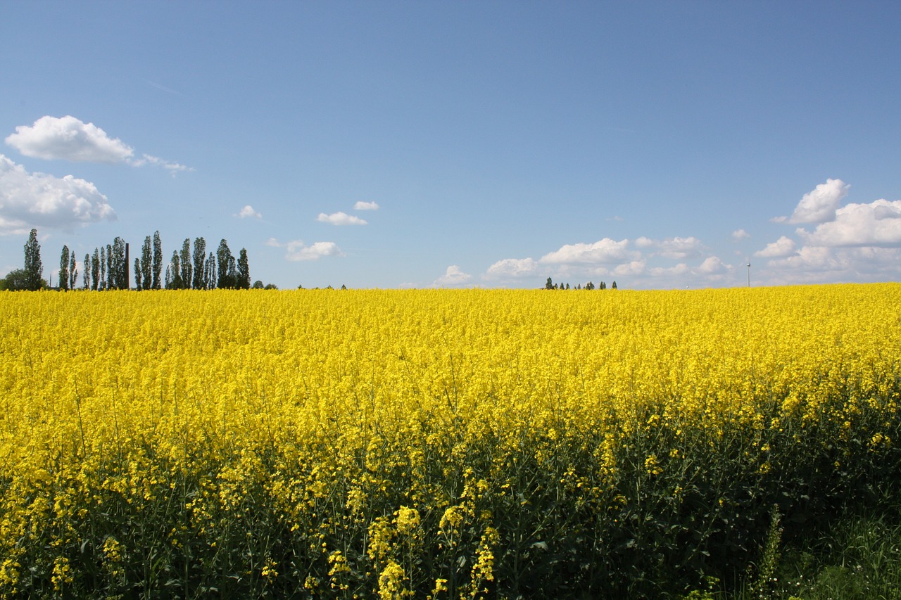 wide freedom fields free photo