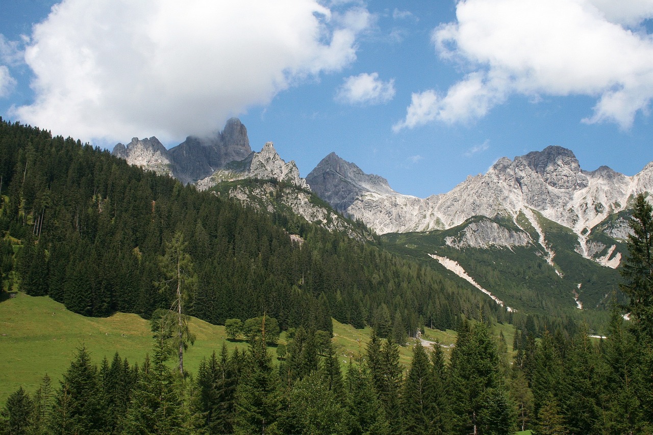 austria pine mountain free photo