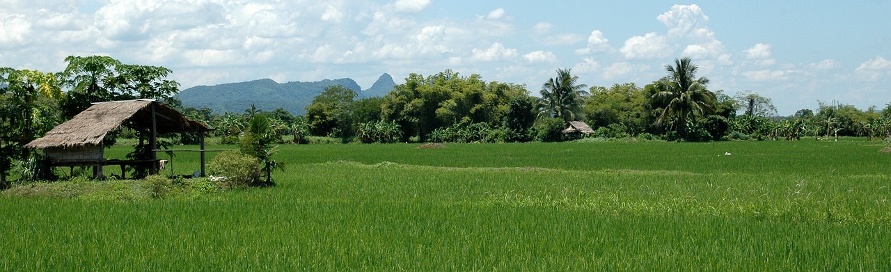 landscape thailand rice free photo