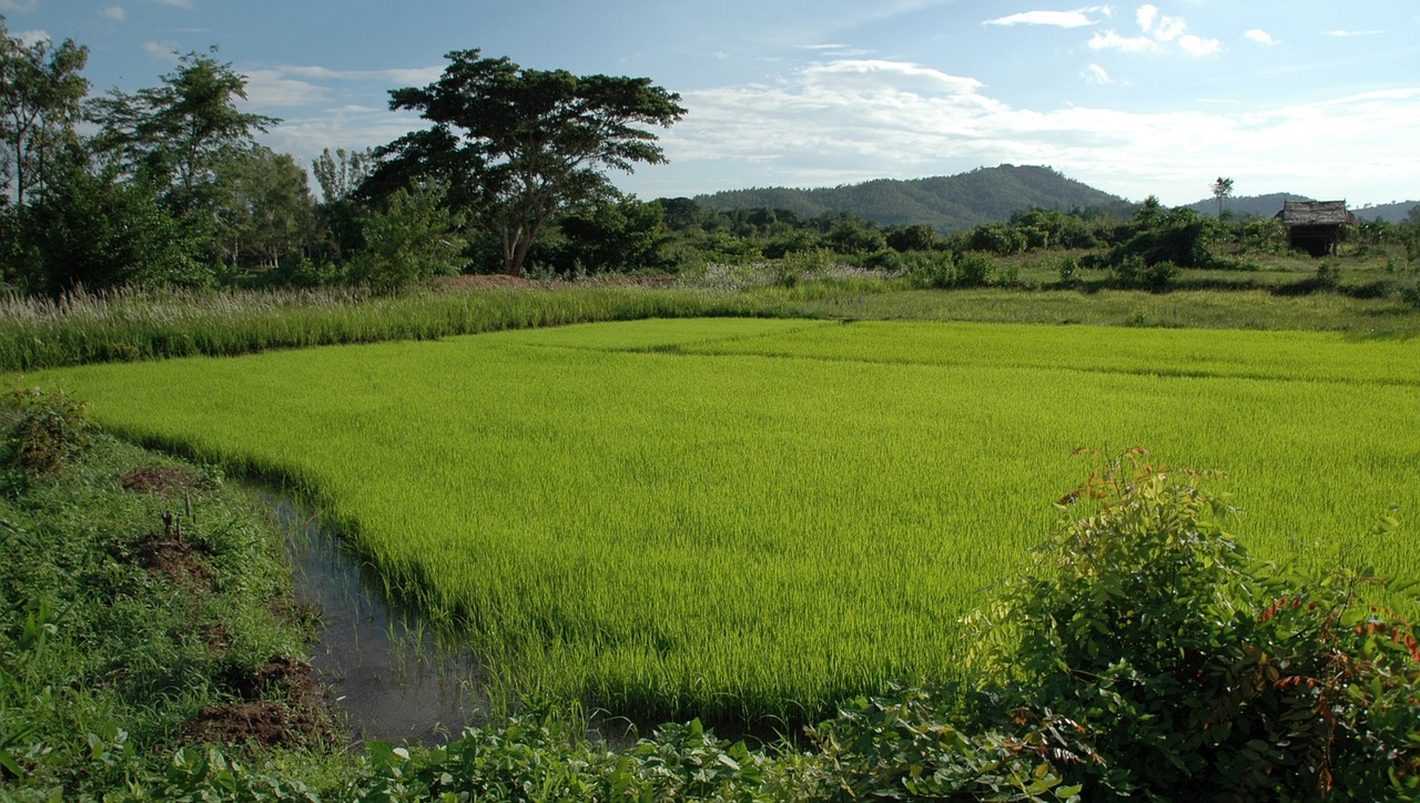 landscape thailand rice free photo