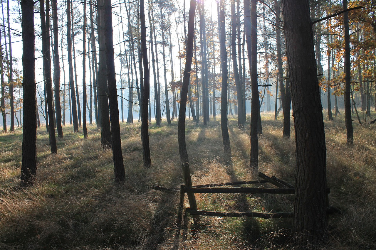 landscape forest tree free photo