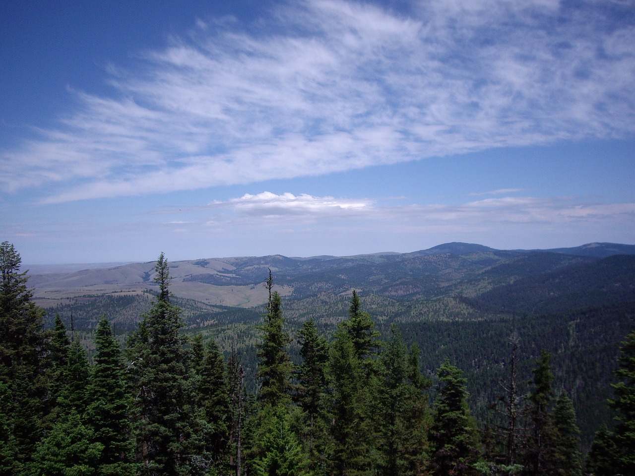 landscape forests conifers free photo