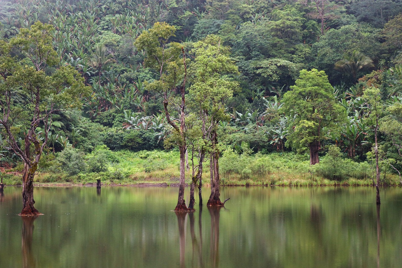 landscape jungle  vacation  travel free photo