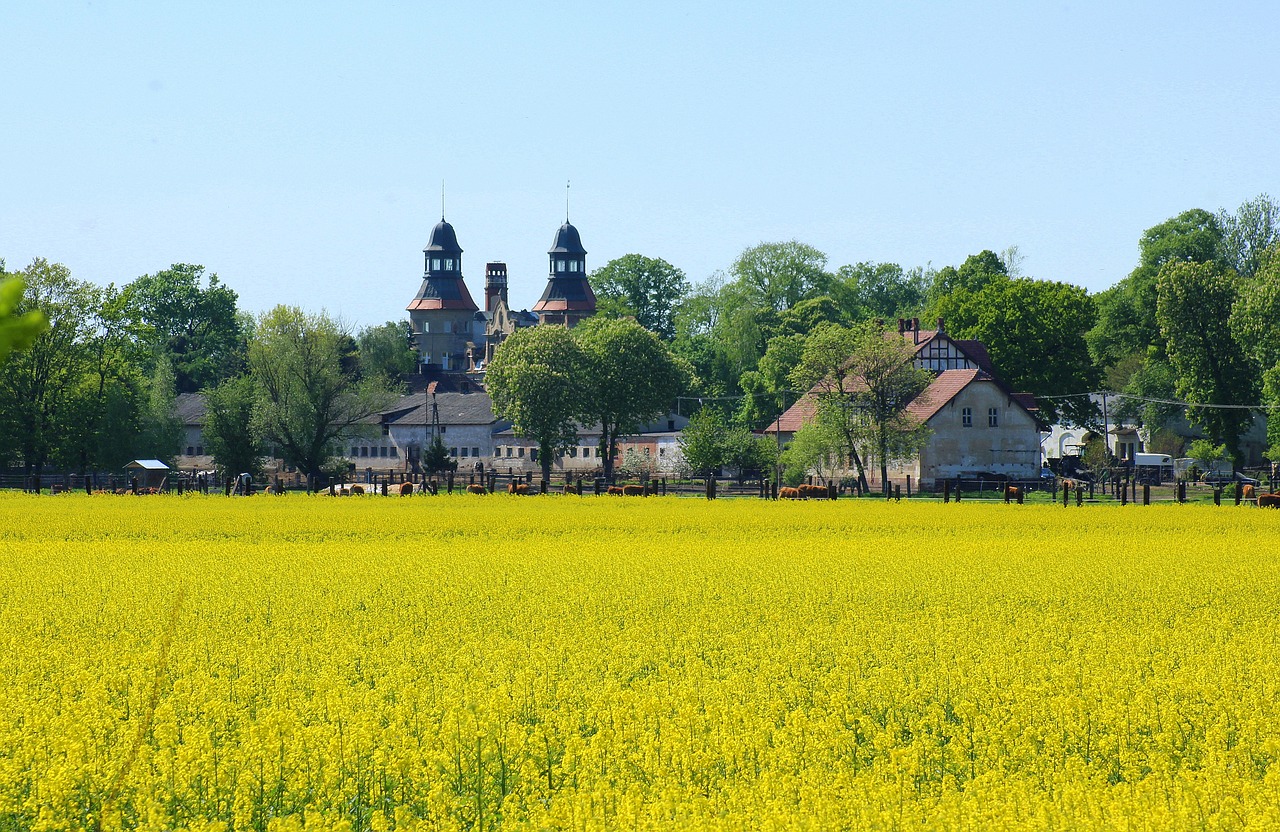 landscape rural  canola field  field free photo