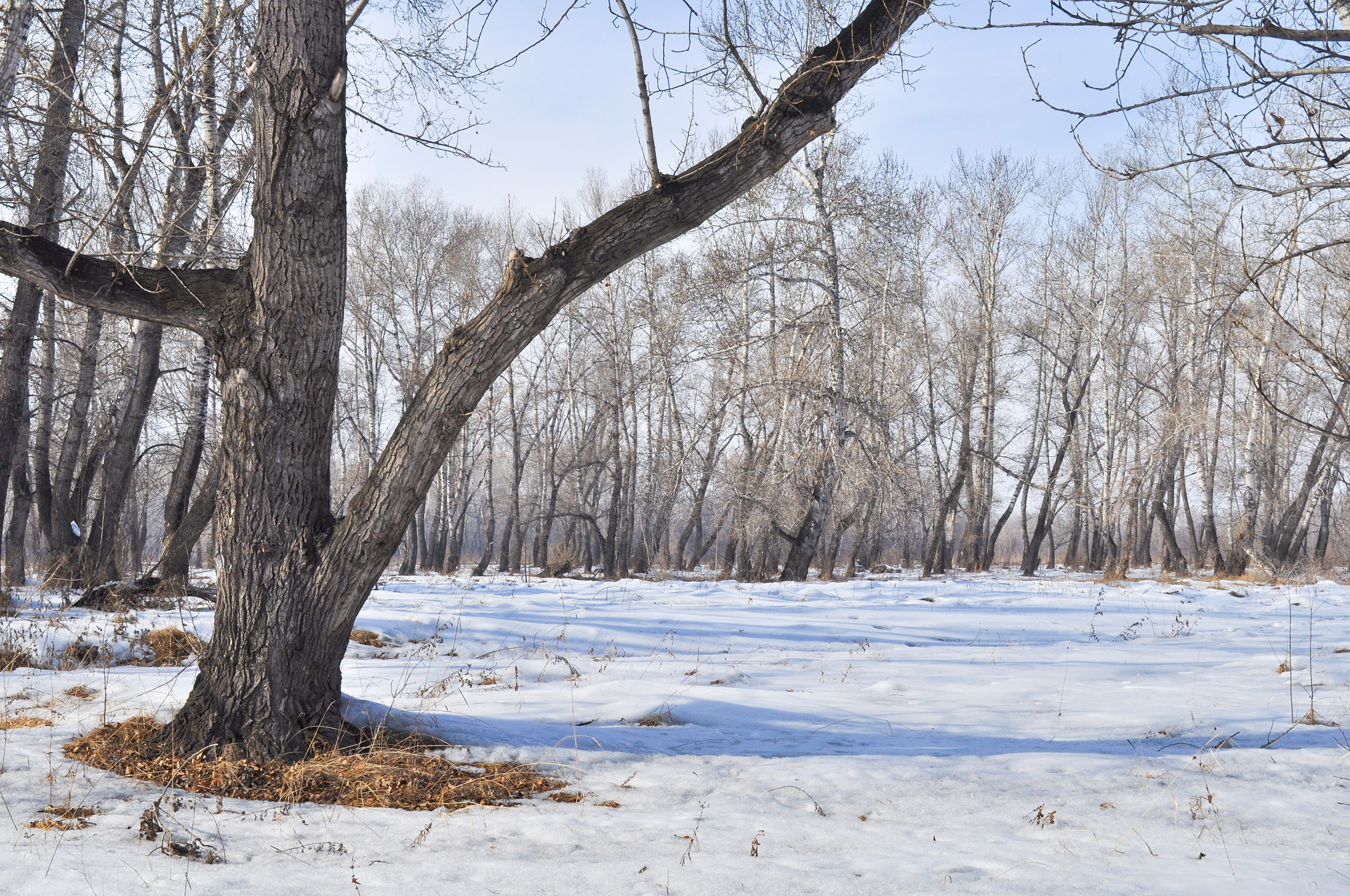 snow spring landscape free photo