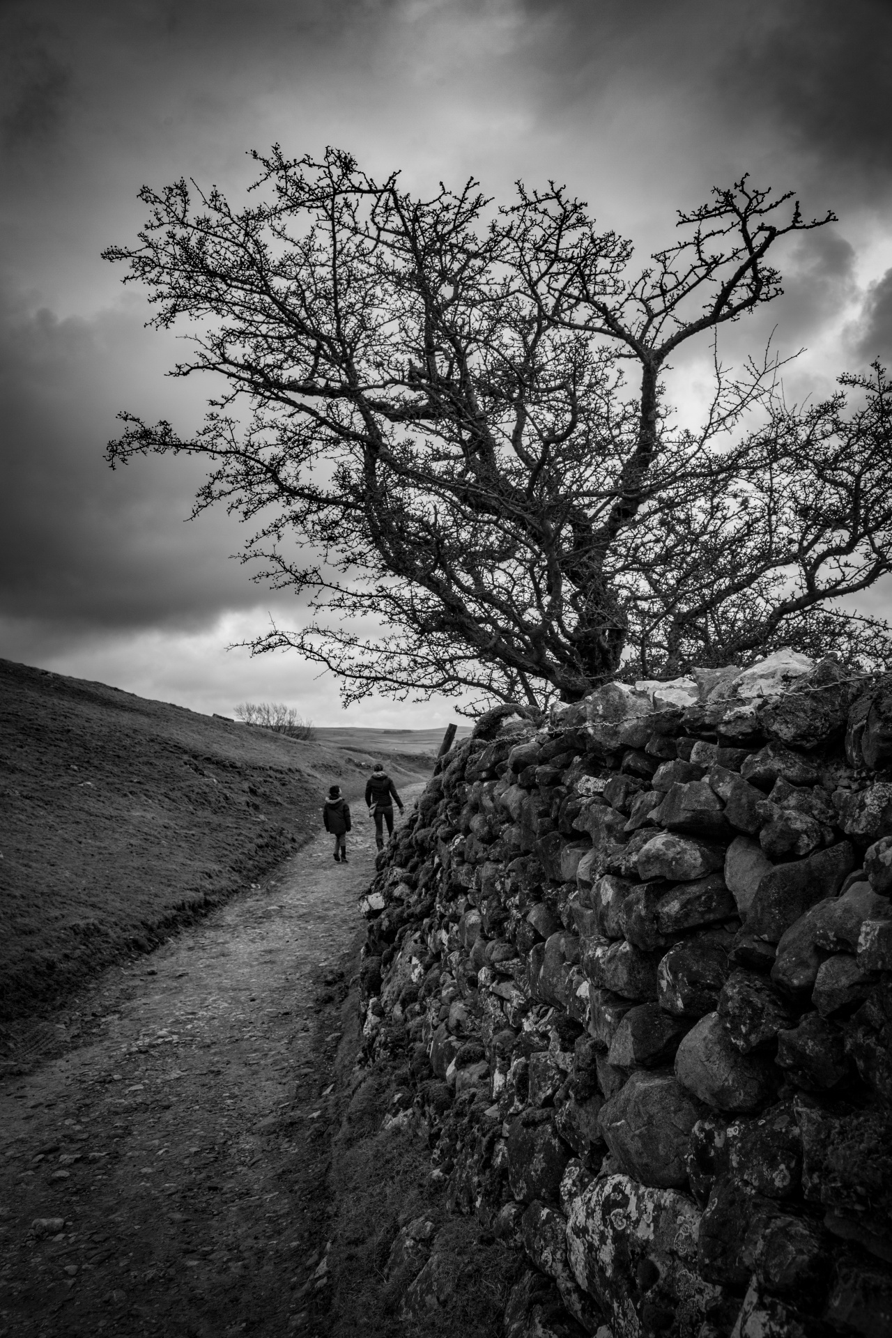 landscape nature tree free photo