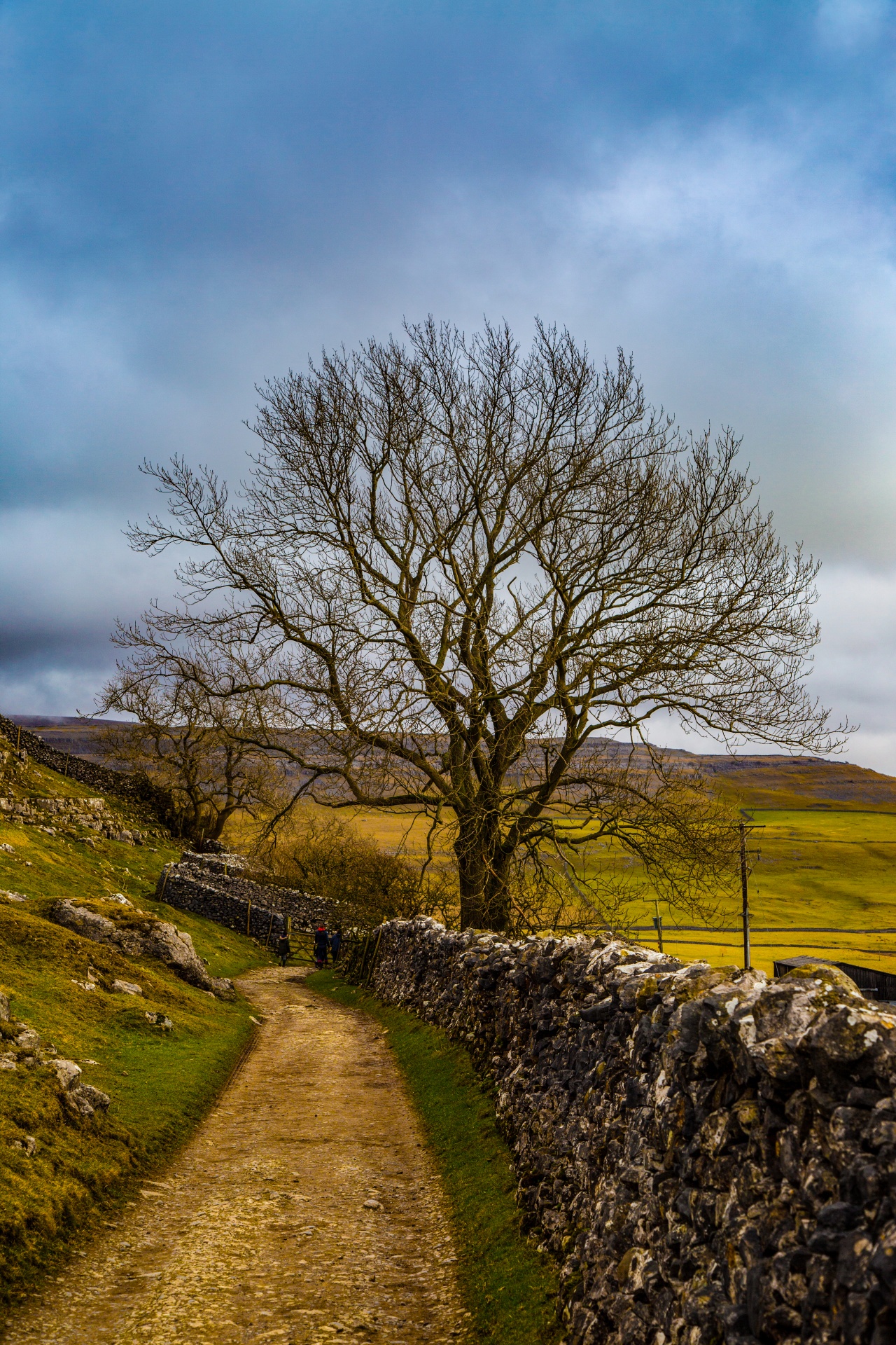 landscape nature tree free photo