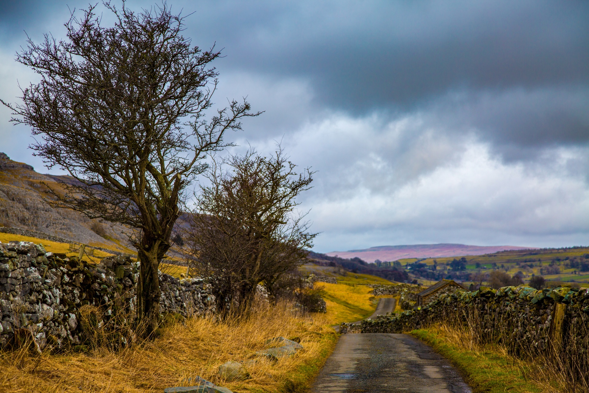 landscape nature tree free photo