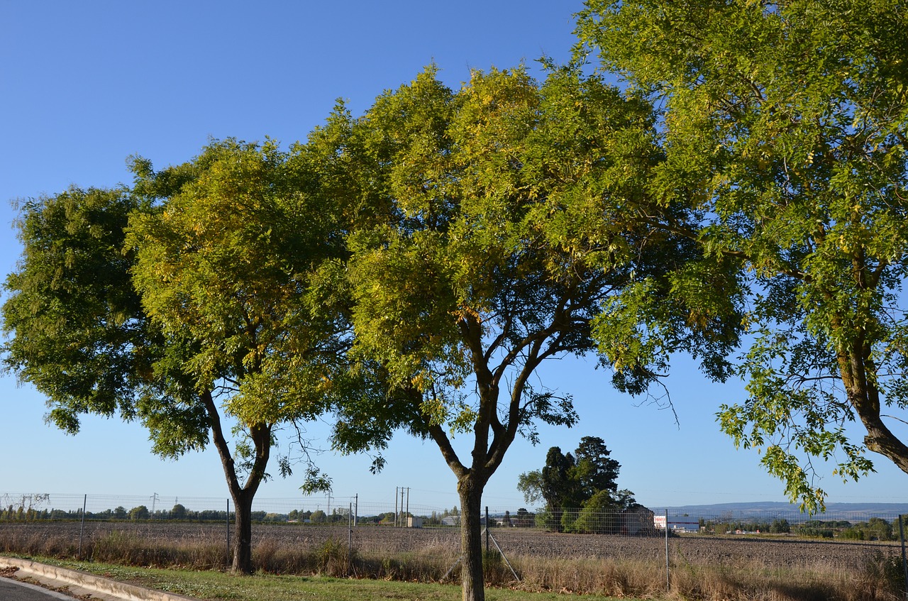 landscapes trees forest free photo