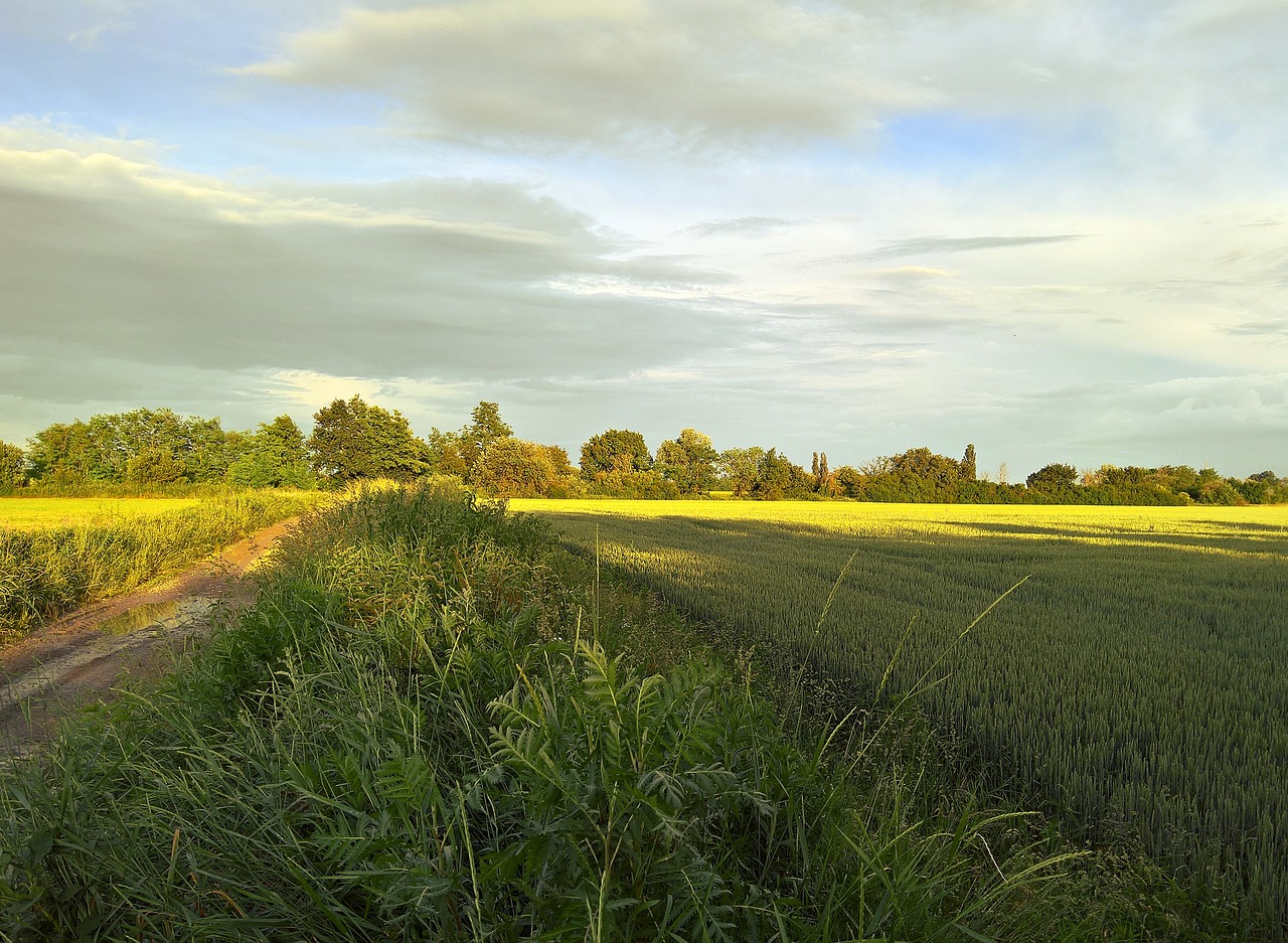 landscapes fields green free photo