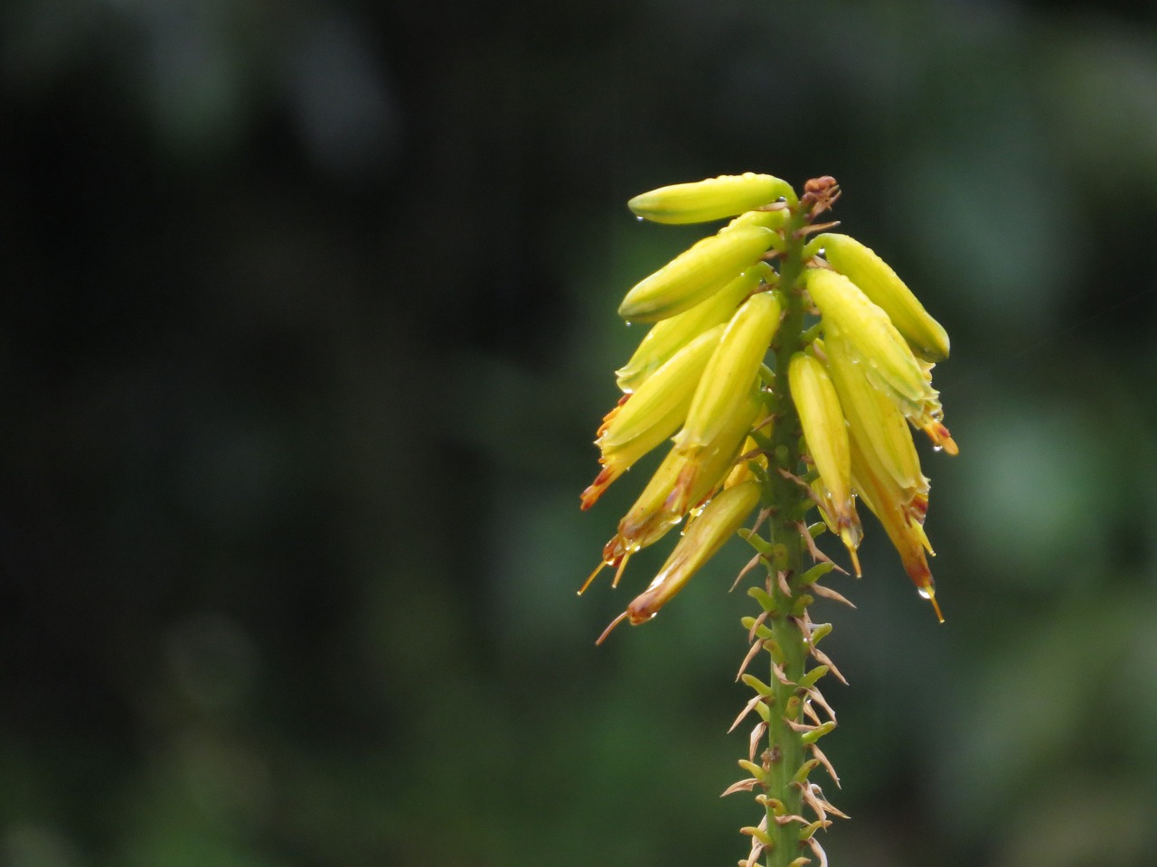 landscapes flora the free photo