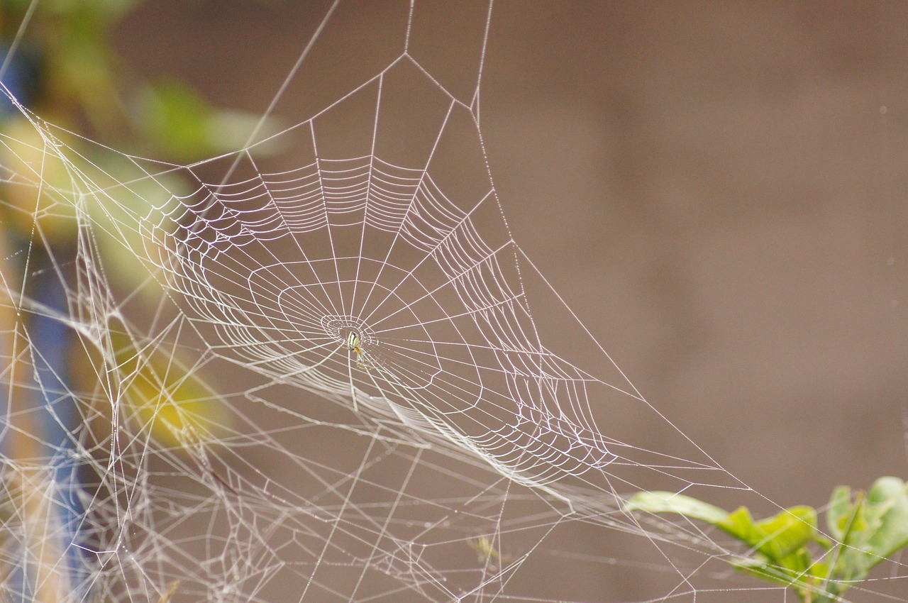 landscapes quindio fauna free photo