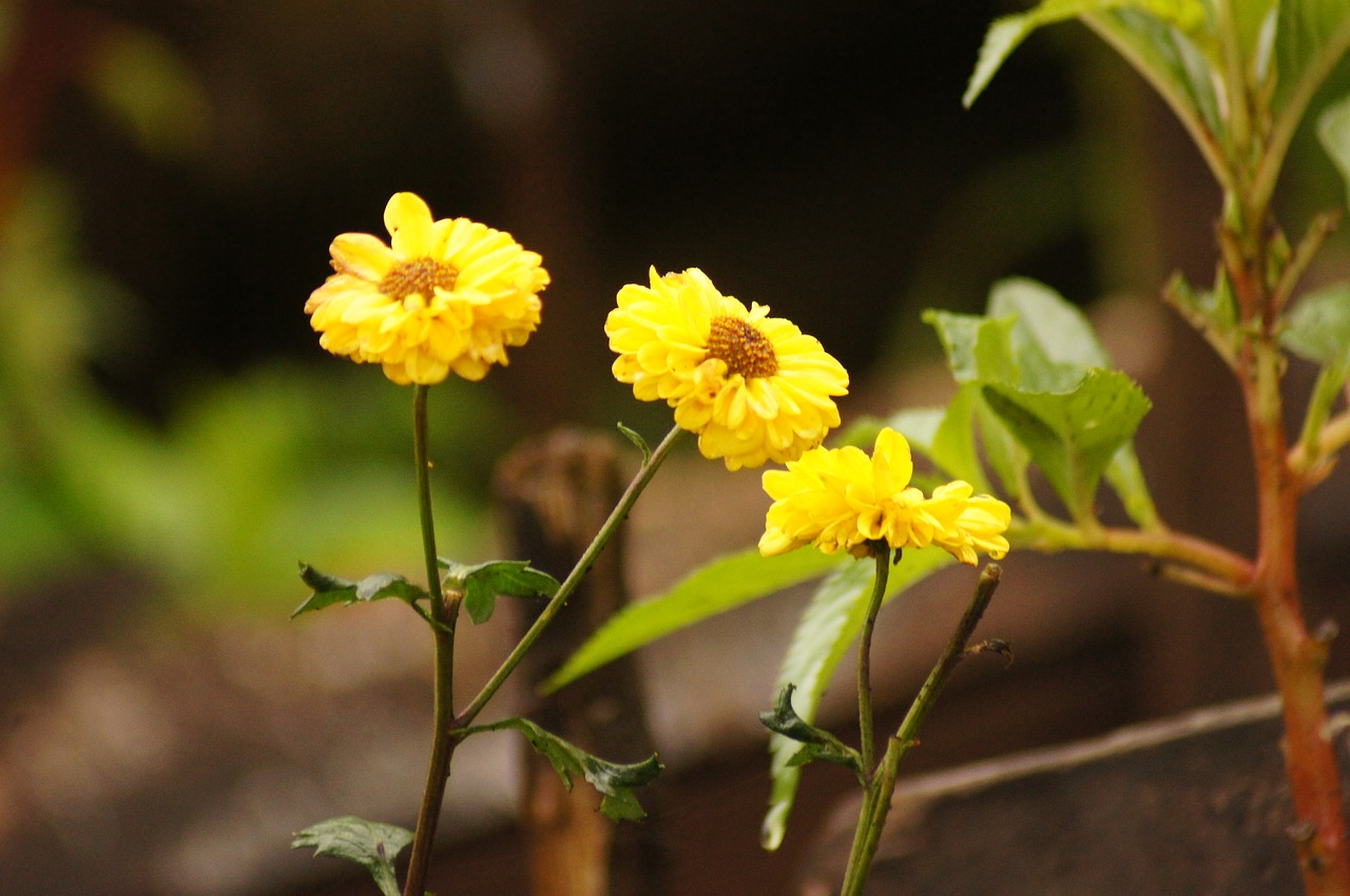 landscapes quindio fauna free photo