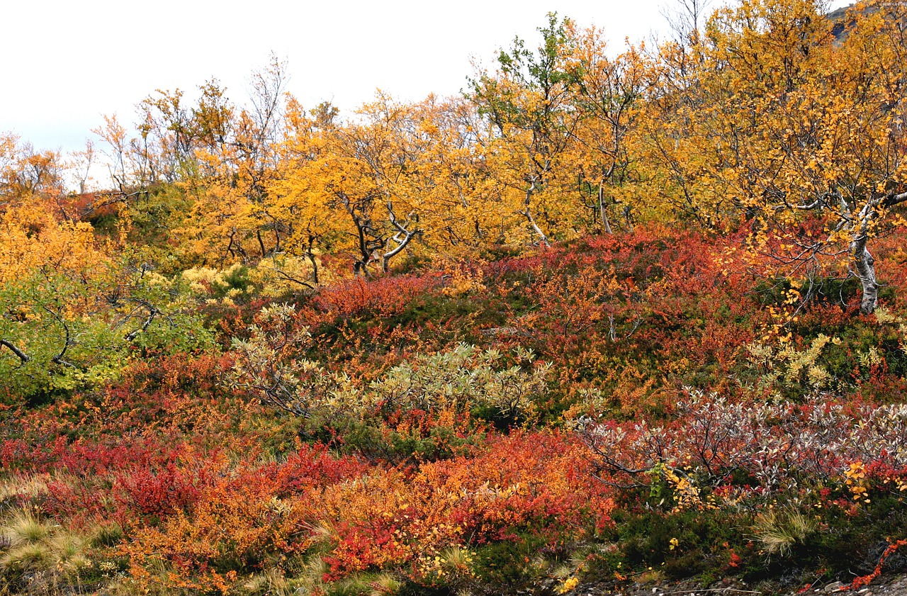 autumn beautifully yellow bush free photo