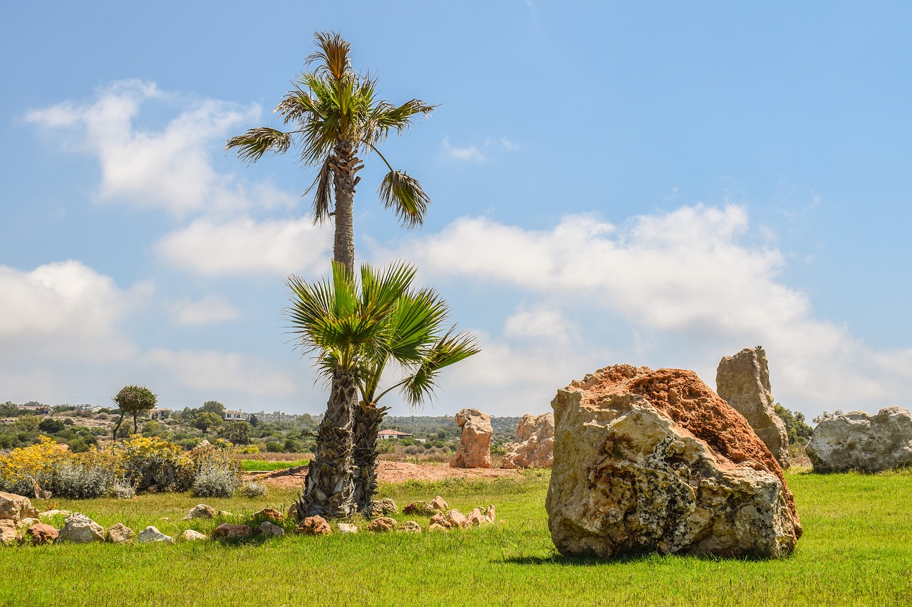 landscaping palm trees rocks free photo