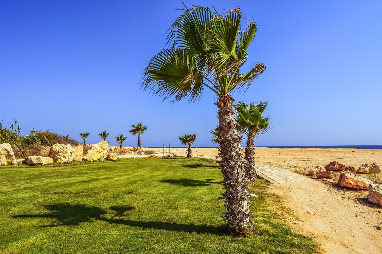 landscaping palm trees rocks free photo