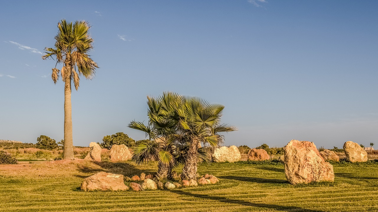 landscaping palm trees rocks free photo