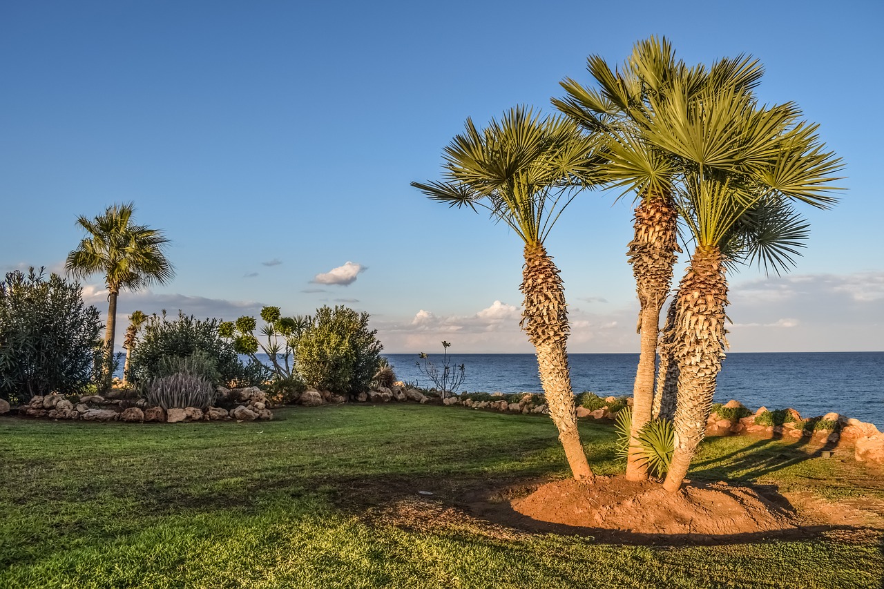landscaping garden palm trees free photo