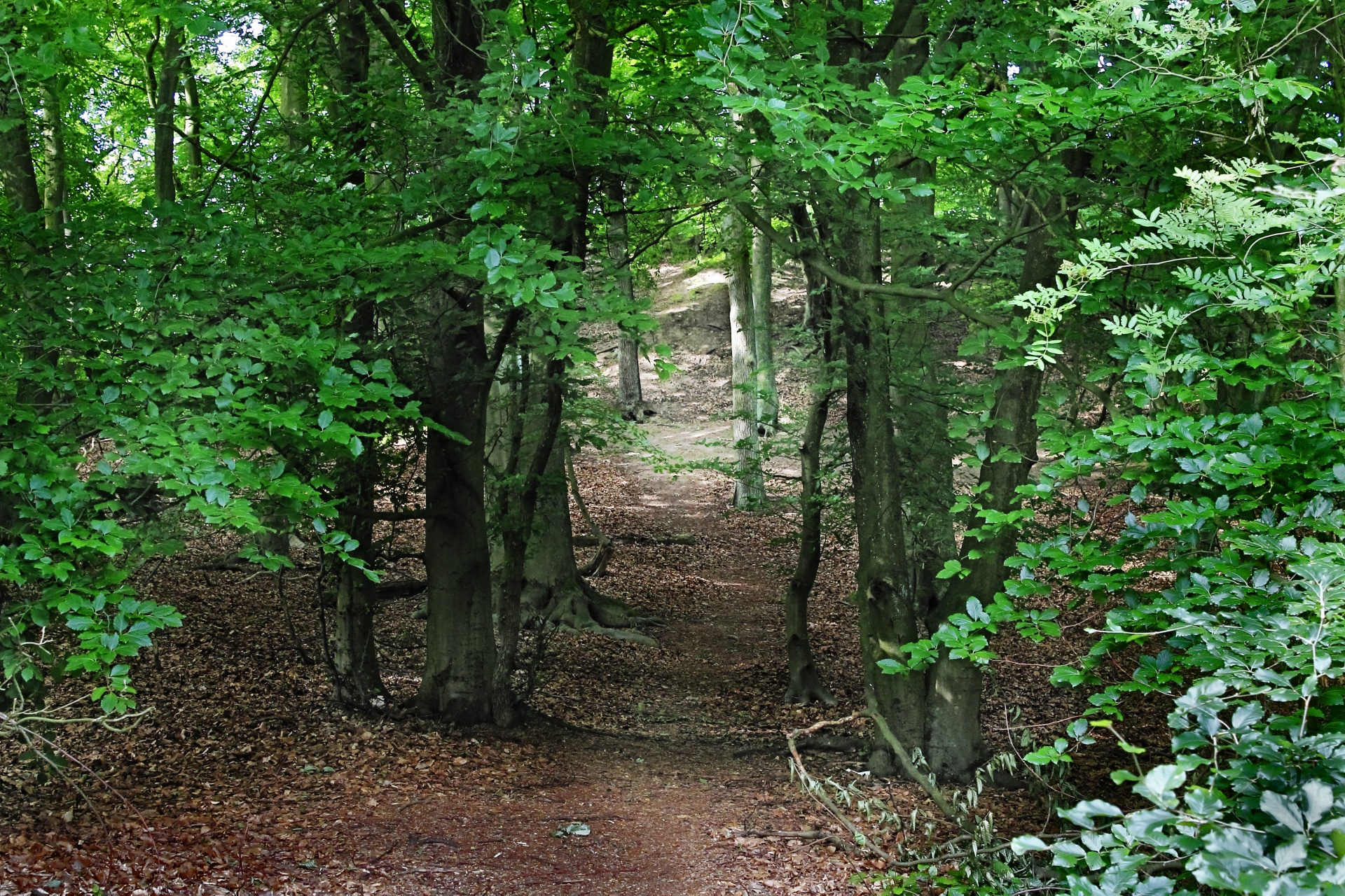 landscape nature tree free photo