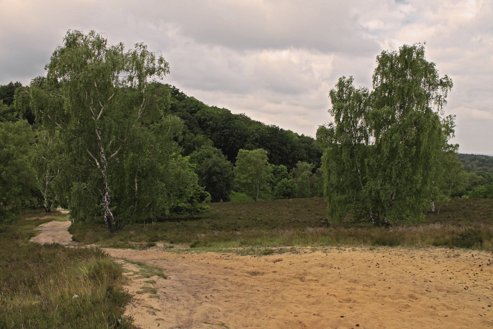 landscape nature tree free photo